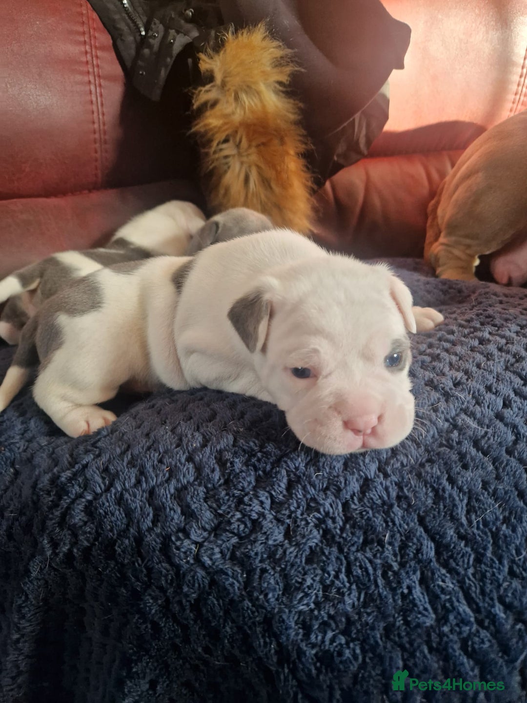 Mixed Breed dogs for sale: Micro bully / french bulldogs hybrids  - Advert 6