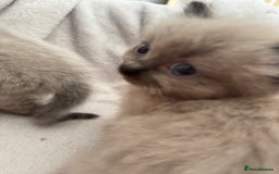 Ragdoll cats for sale: Seal point ragdoll kittens 3 boys and 2 girls  - Image 14