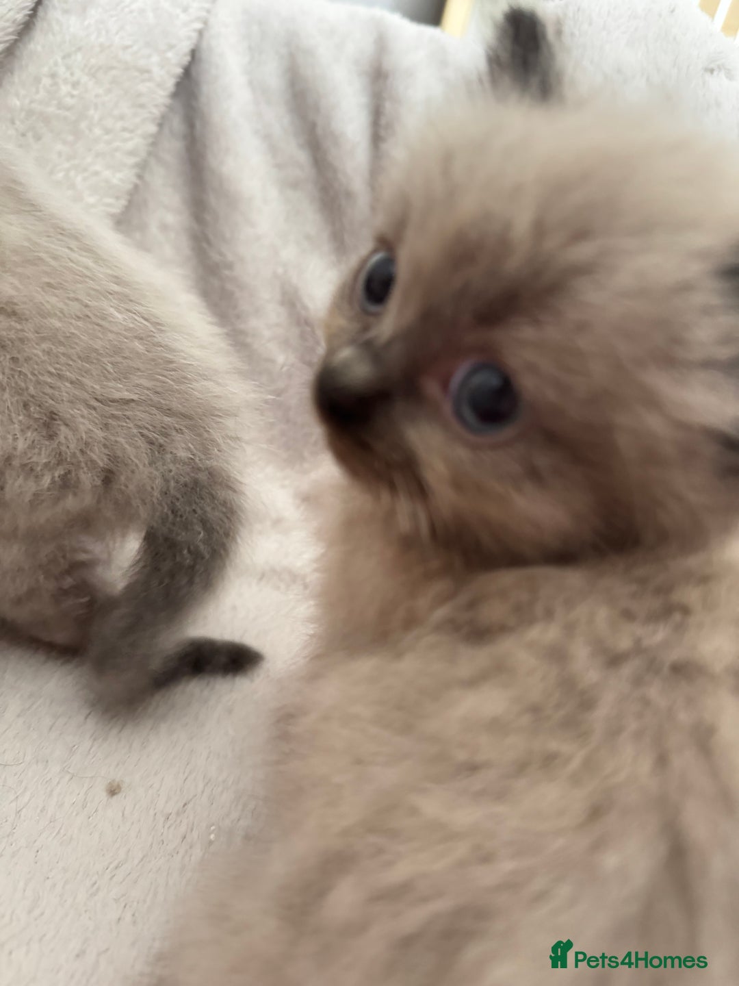Ragdoll cats for sale: Seal point ragdoll kittens 3 boys and 2 girls  - Image 14