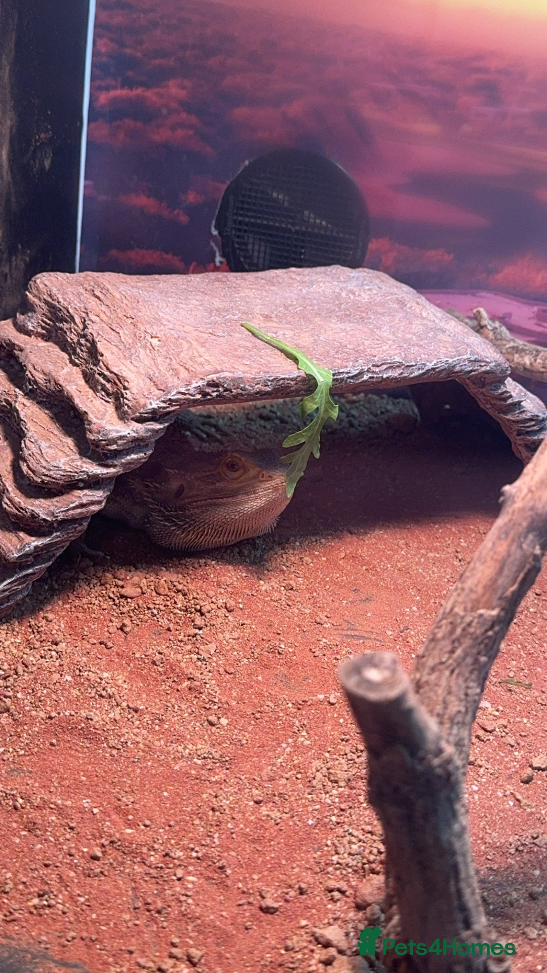 Bearded Dragon reptiles for sale: Beard dragon, Rocky 2 years old - Image 3