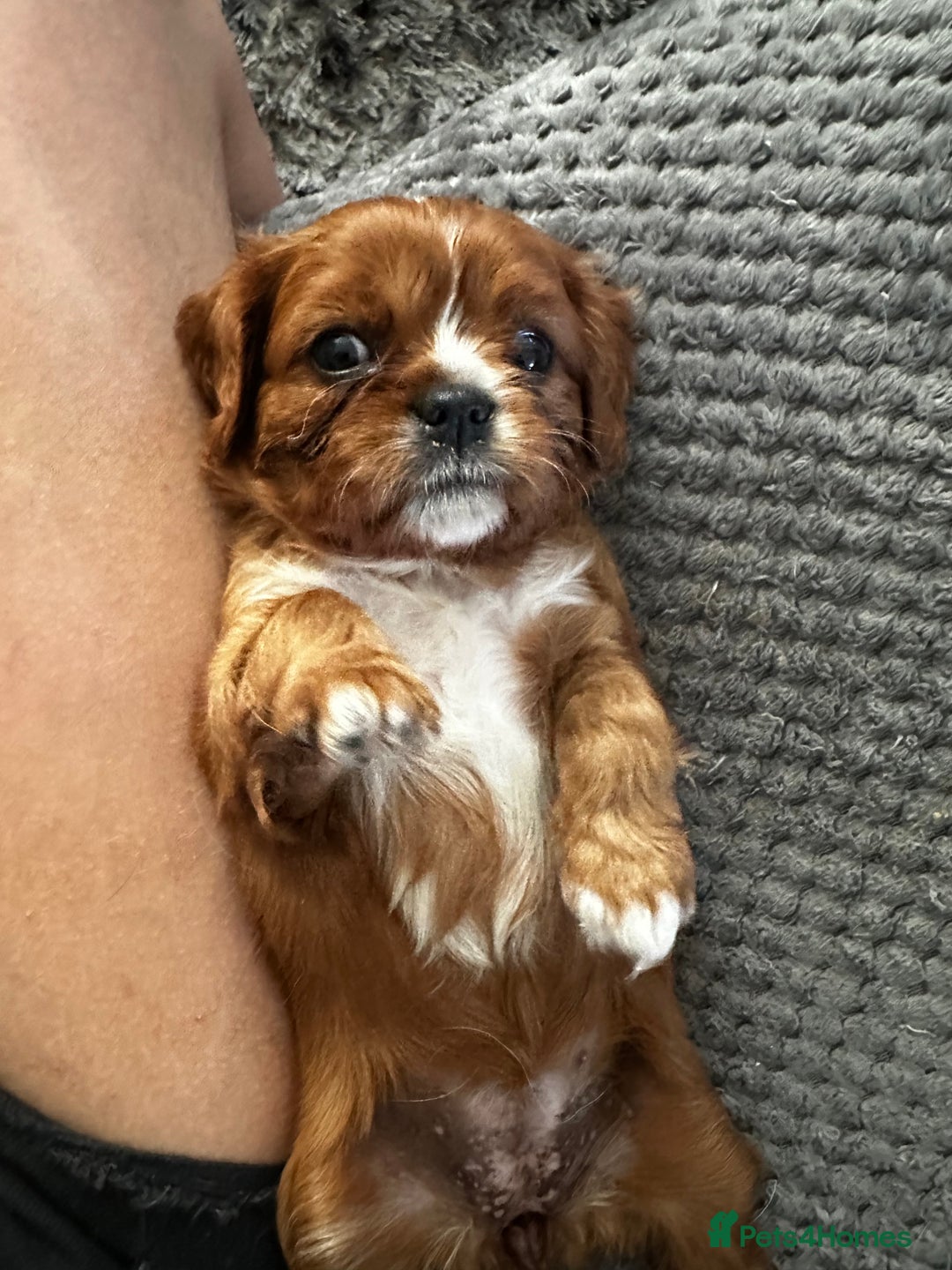 Cavalier King Charles Spaniel dogs for sale: 5 beautiful cavalier King Charles spaniel puppies - Image 15