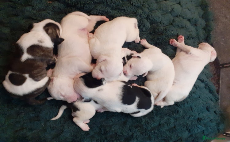 Mixed Breed dogs - Advert 1