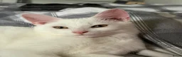 Maine Coon cats for sale: Gorgeous boy  - Advert 6