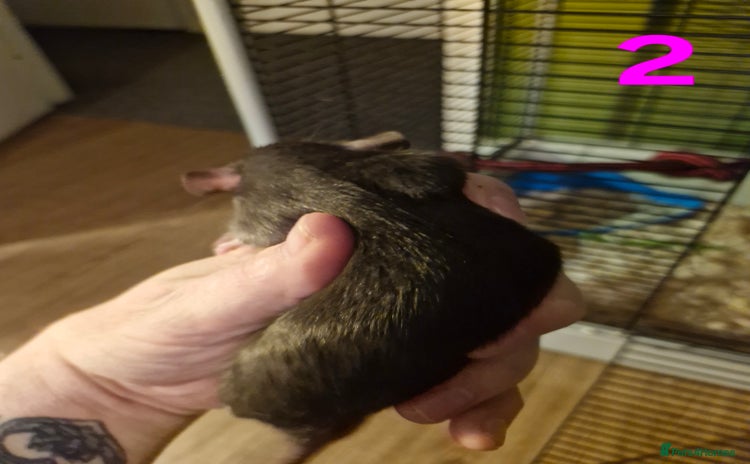 Rat rodents Gorgeous Male Rats - Advert 13