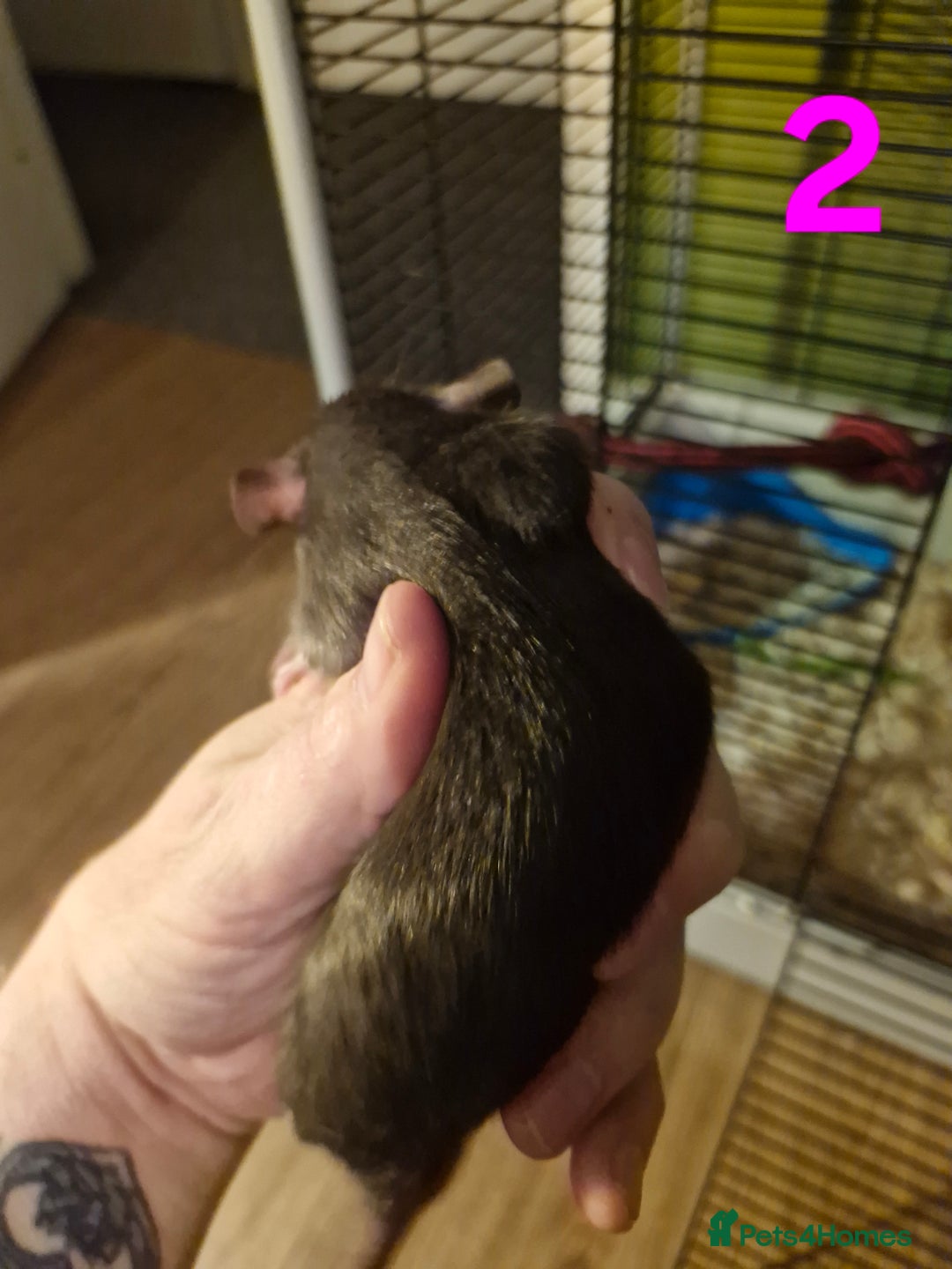 Rat rodents for sale: 9 gorgeous Male Rats - Image 4