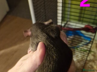 Rat rodents Gorgeous Male Rats - Advert 9