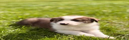 Mixed Breed dogs for sale: Adorable Australian Shepherd cross puppy in Lampeter - Advert 6