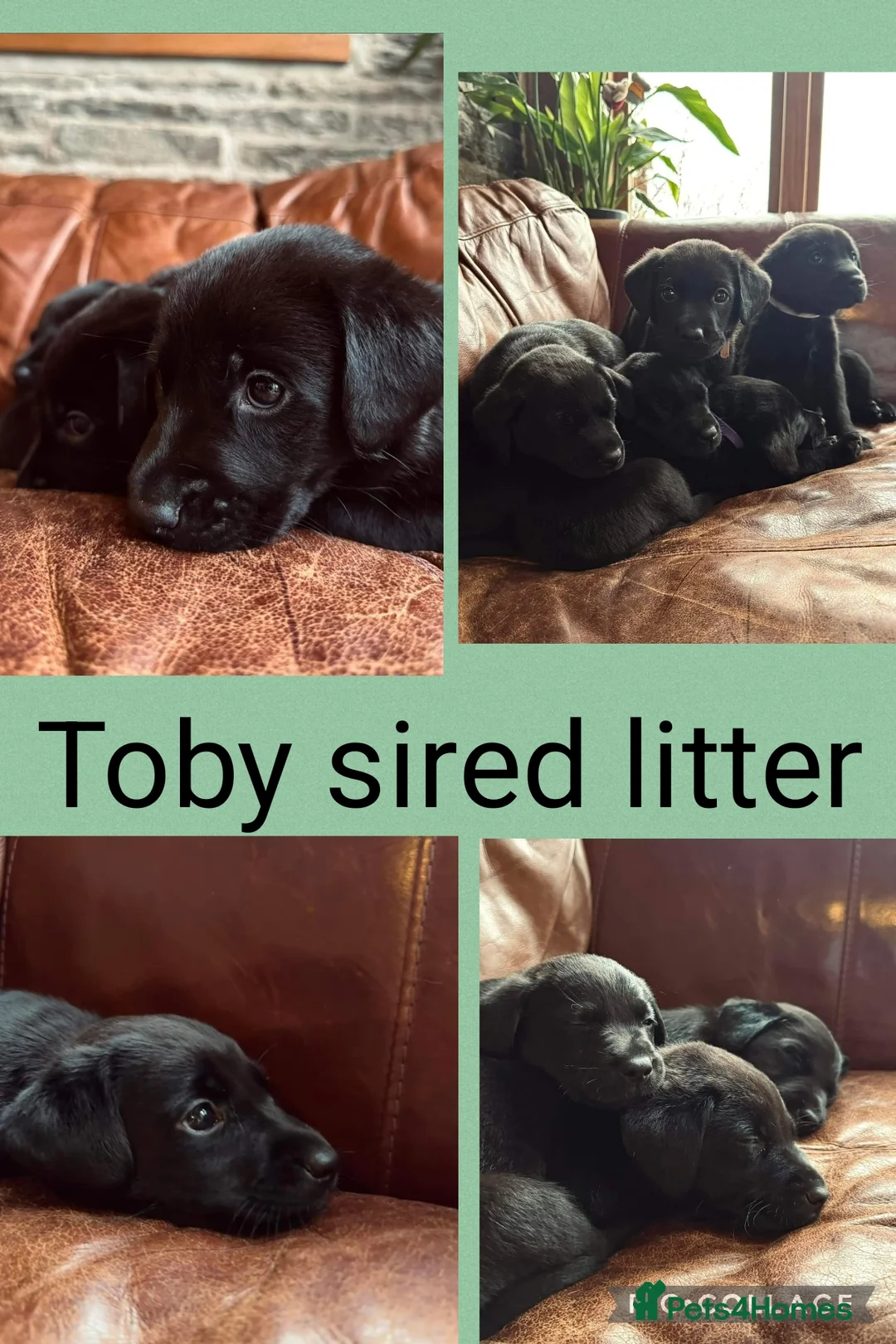 Labrador Retriever dogs for stud: Labrador Ret. 100%-success PROVEN KC/Health tested in Brecon - Advert 18