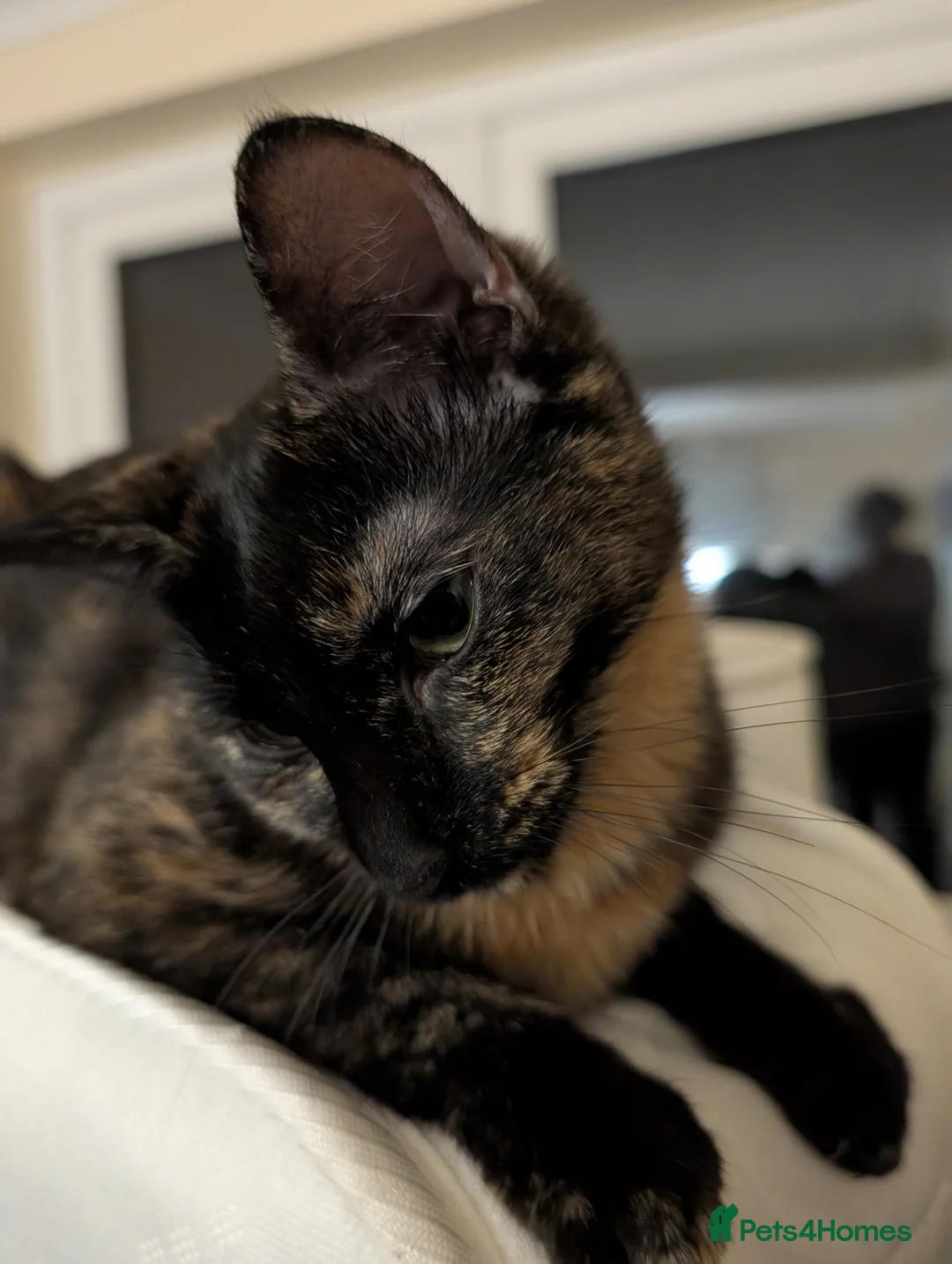 British Shorthair cats for sale: FREE URGENT REHOME Tortoise Shell 1.5yrs old Cat - Advert 2