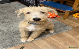 Mixed Breed dogs for sale: Teddy 6 month old - Image 1