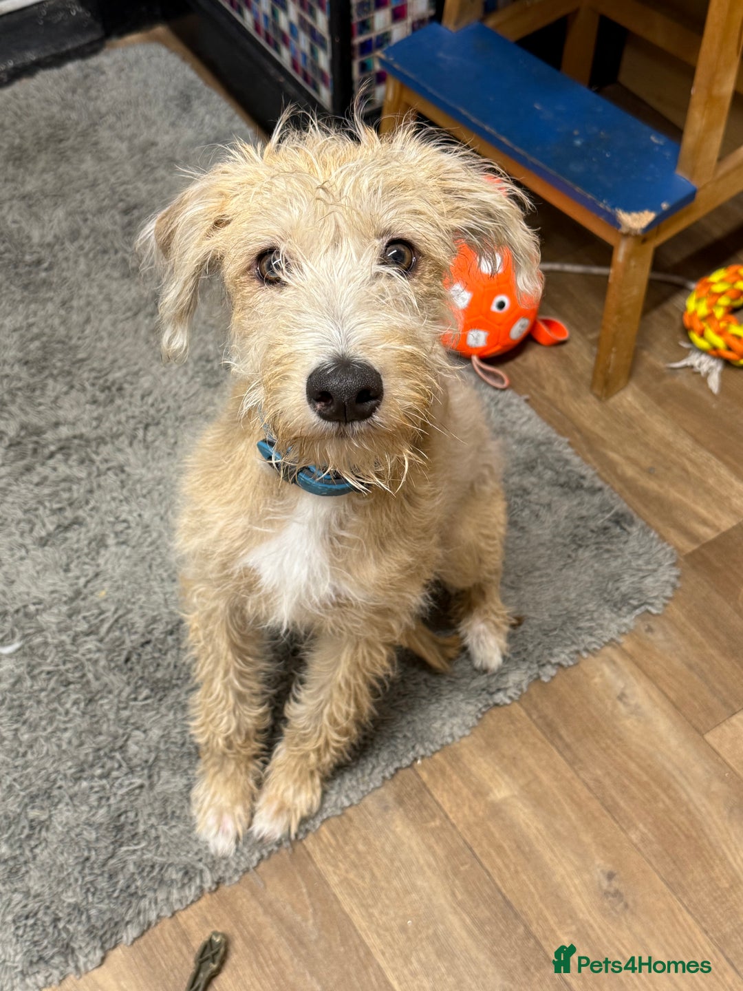 Mixed Breed dogs for sale: Teddy 6 month old - Image 1