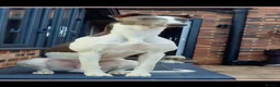 Whippet dogs for sale: Whippet puppy’s - Advert 6