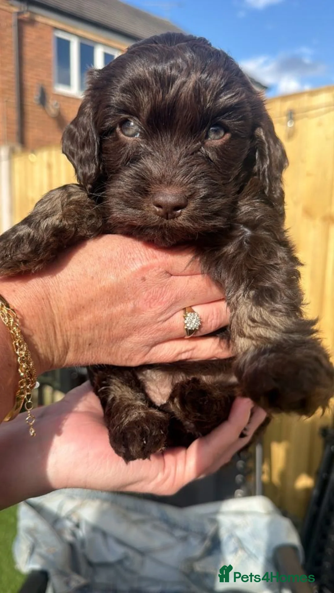 Cavapoo dogs for sale: F1 Cavapoo Puppies – 2 Boys & 3 Girls Available 🐾 in Omagh - Advert 9