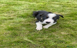Border Collie dogs for sale: Farm bred border collie pups for sale - Image 6