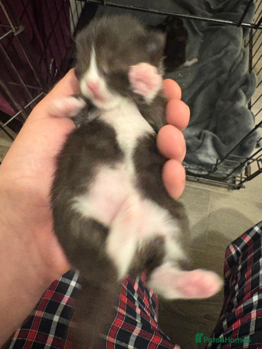 Mixed Breed cats for sale: Adorable Litter of Kittens ready for  🎄🐾 — £150 - Advert 10