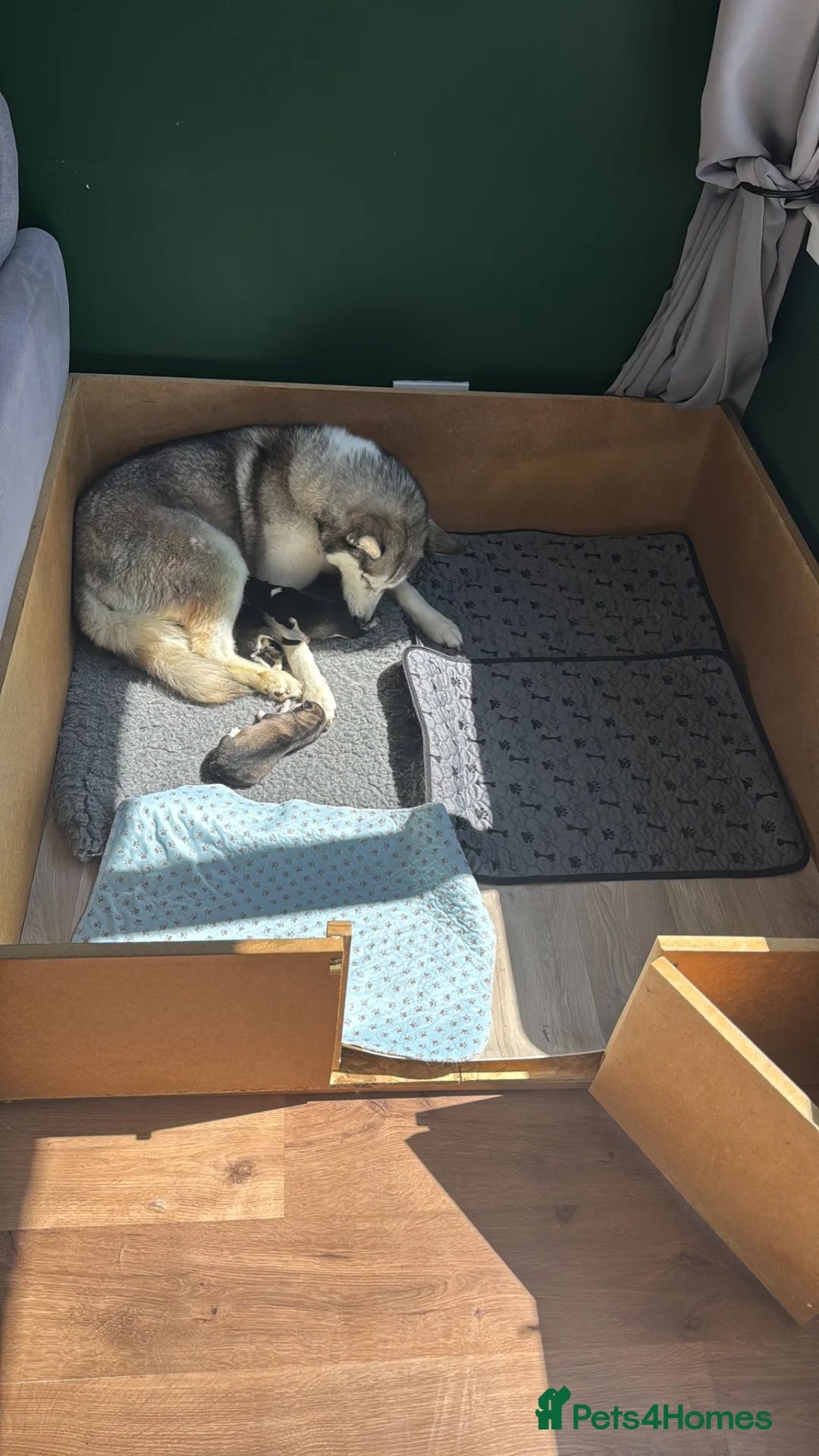 Siberian Husky dogs for sale: Beautiful Siberian Husky pups - Advert 9