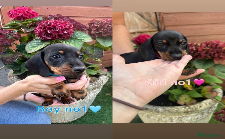 Miniature Dachshund dogs - Advert 14