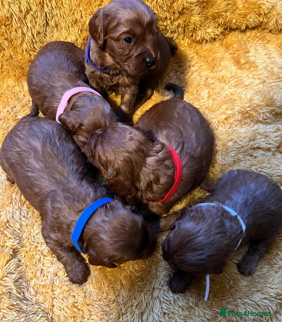 Cavapoo dogs for sale: Sensational Cavapoo Puppies-Parents Health Tested - Advert 14