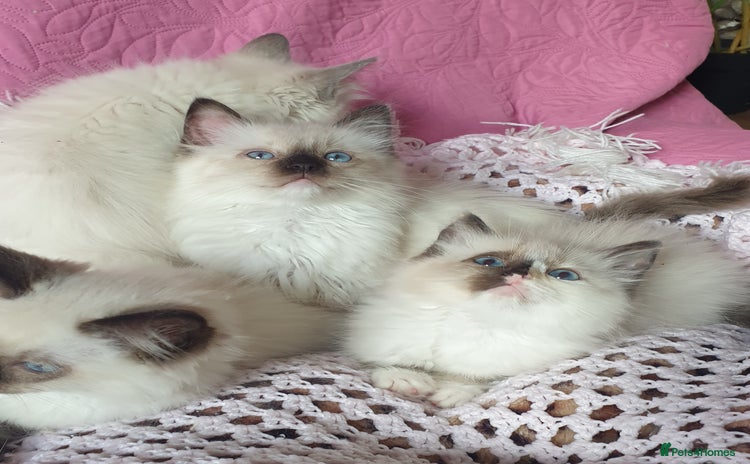 Ragdoll cats - Advert 4