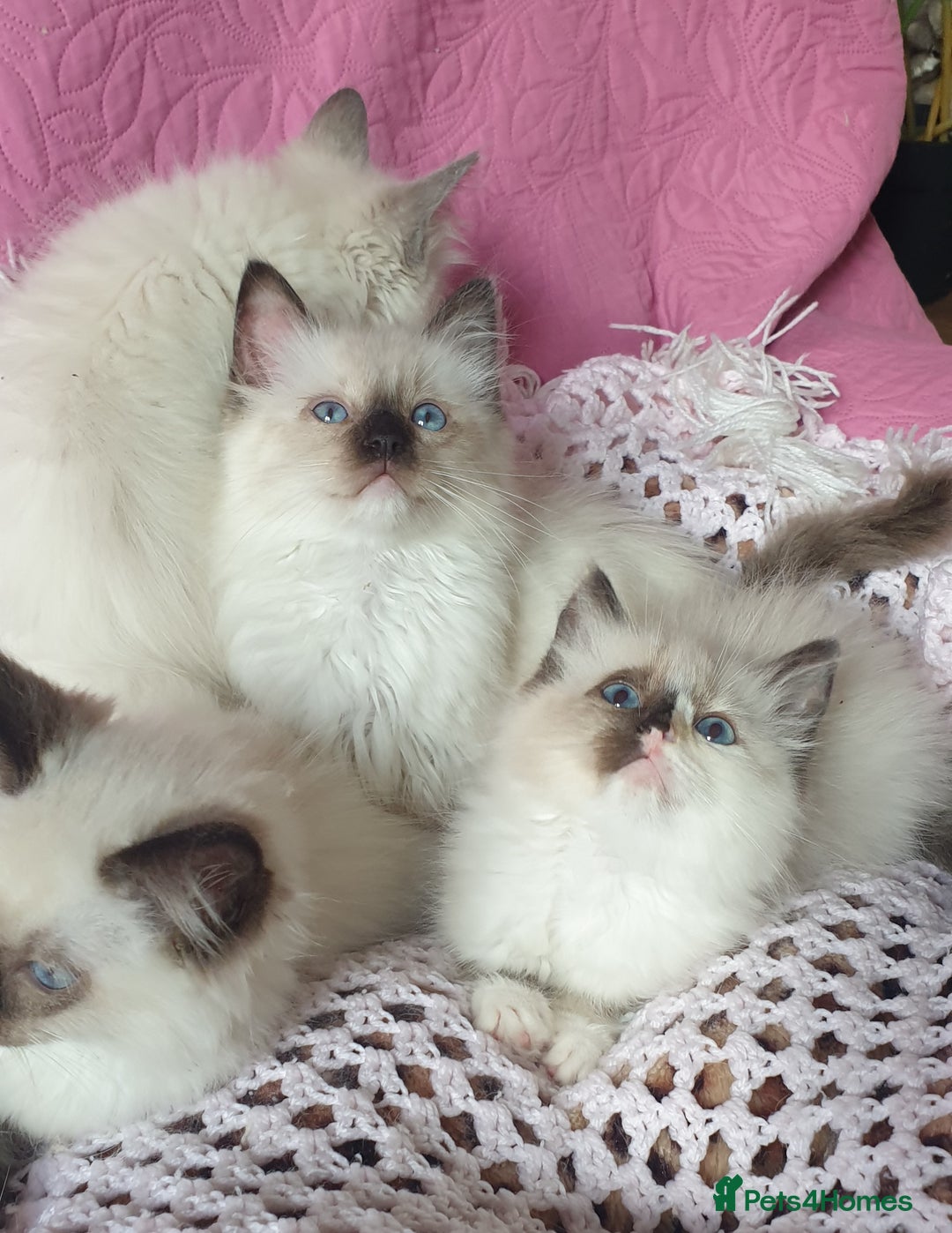Ragdoll cats for sale: 💗Beautiful GCCF Registered Ragdoll Kittens. - Image 1