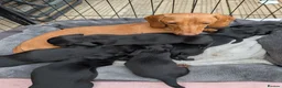 Miniature Dachshund dogs for sale: SOLID BLACK MINI DACHSHUNDS - Advert 4