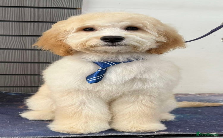 Cockapoo dogs - Advert 7