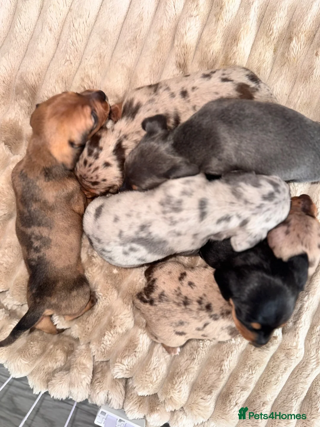 Dachshund dogs for sale: Here we have a beautiful litter of 6 puppies  in Walsall - Advert 2