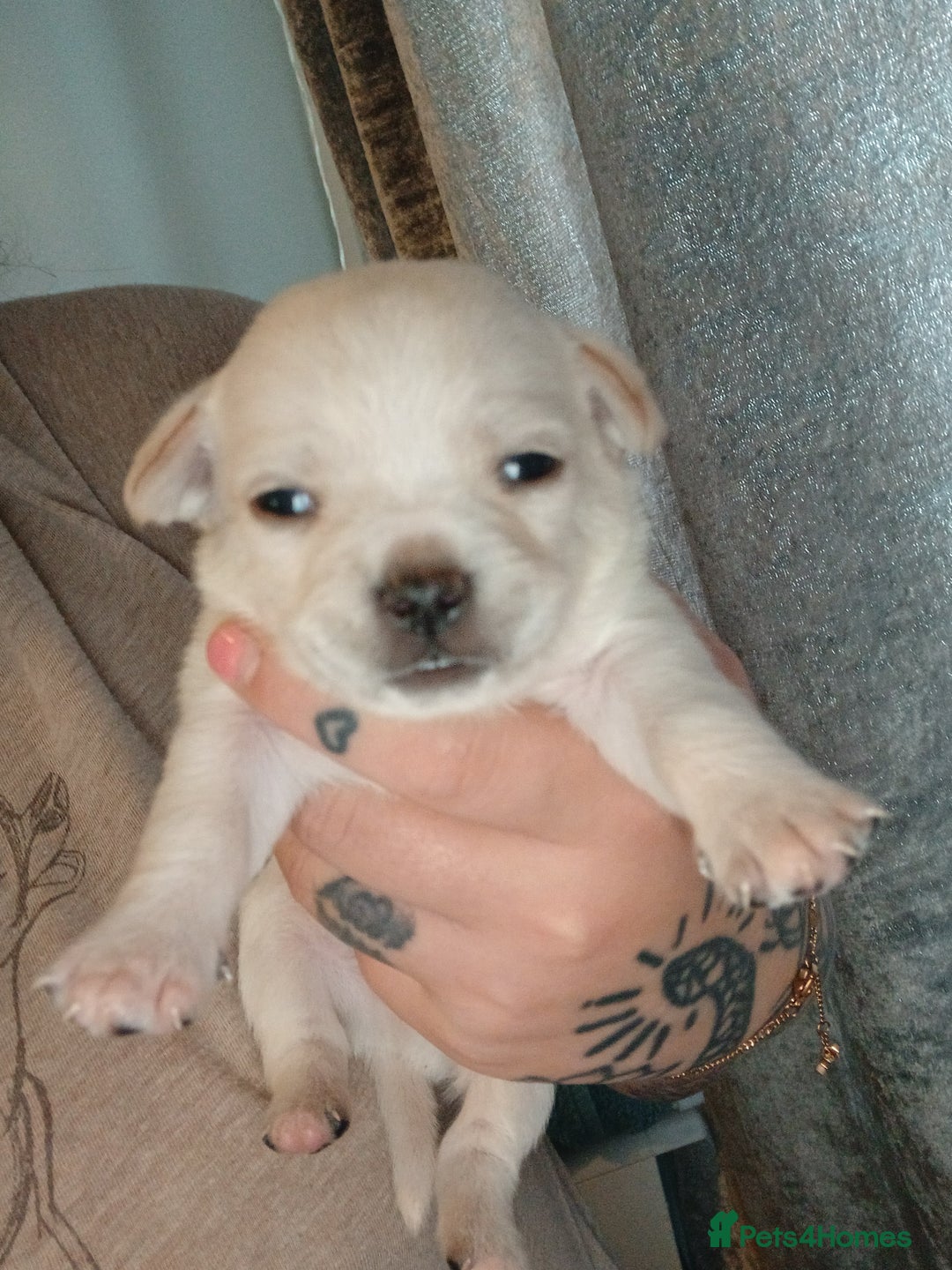 Mixed Breed dogs for sale: Jackawawas  - Image 12