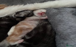 Maine Coon cats for sale: 3 beautiful Maine coon babies READY NOVEMBER - Image 7