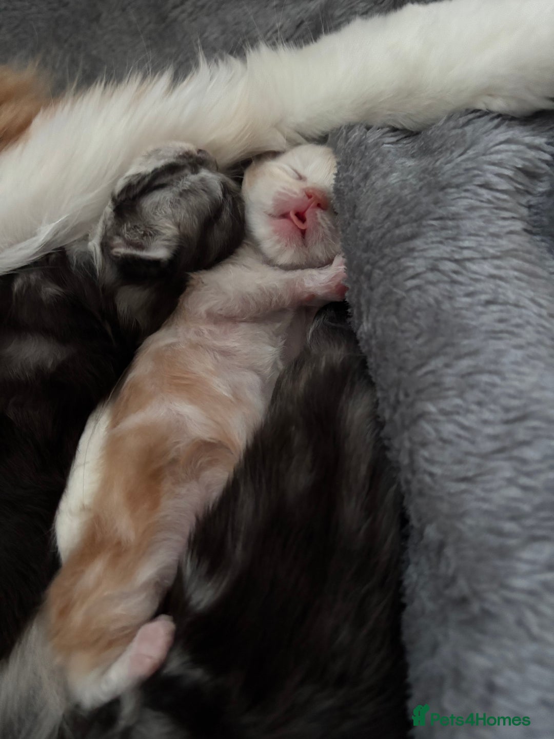 Maine Coon cats for sale: 3 beautiful Maine coon babies READY NOVEMBER - Image 7