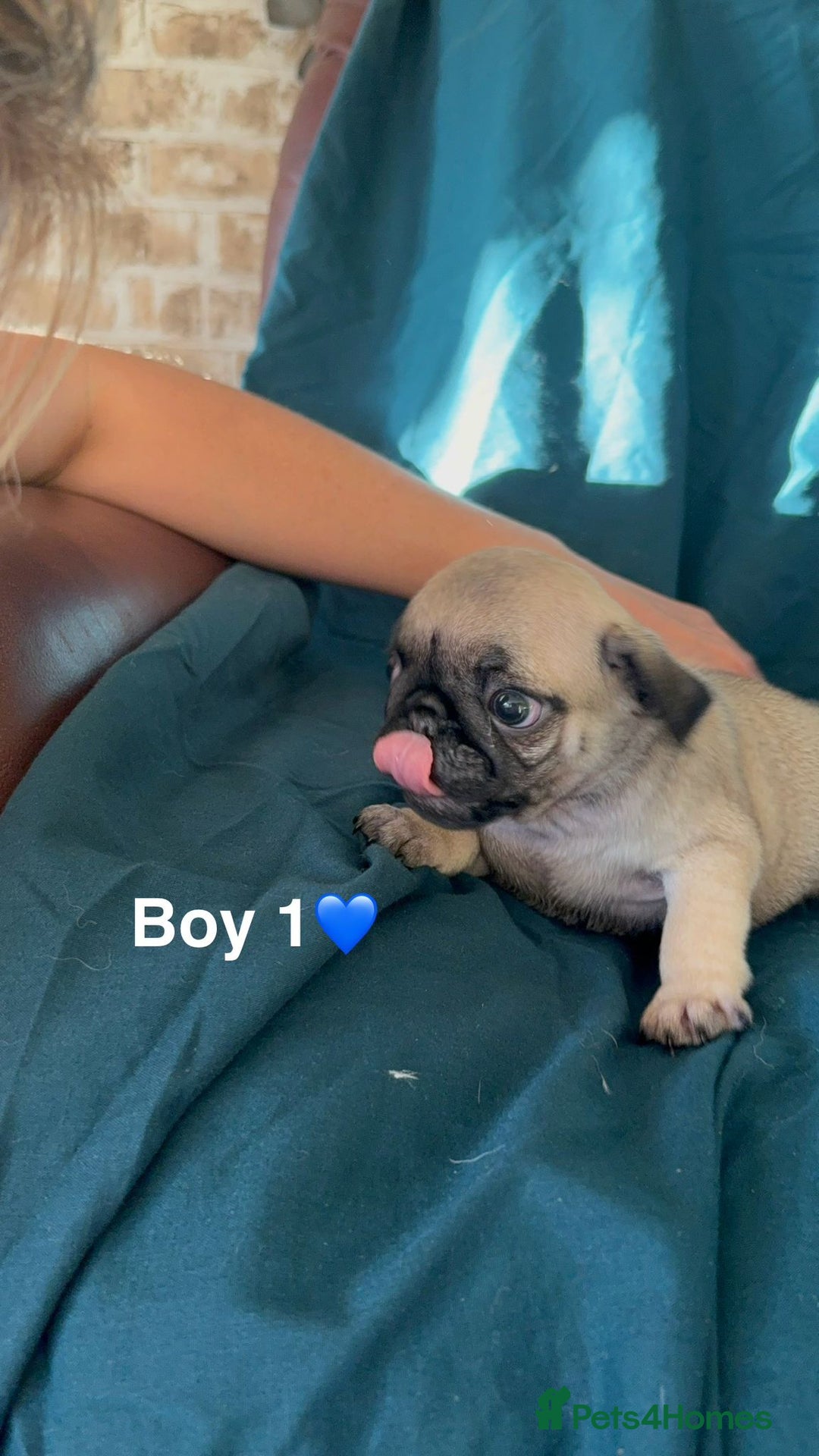 Pug dogs for sale: Stunning Fawn Pug KC Registered Litter - Image 3