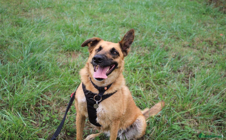 Mixed Breed dogs - Advert 3