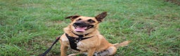 Mixed Breed dogs for adoption: Frankie is looking for a forever home! - Advert 2
