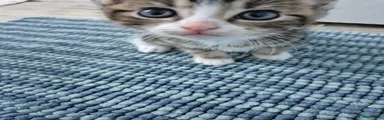 British Shorthair 1