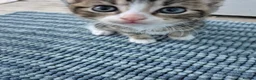 British Shorthair cats for sale: 3 beautiful kittens - Advert 9
