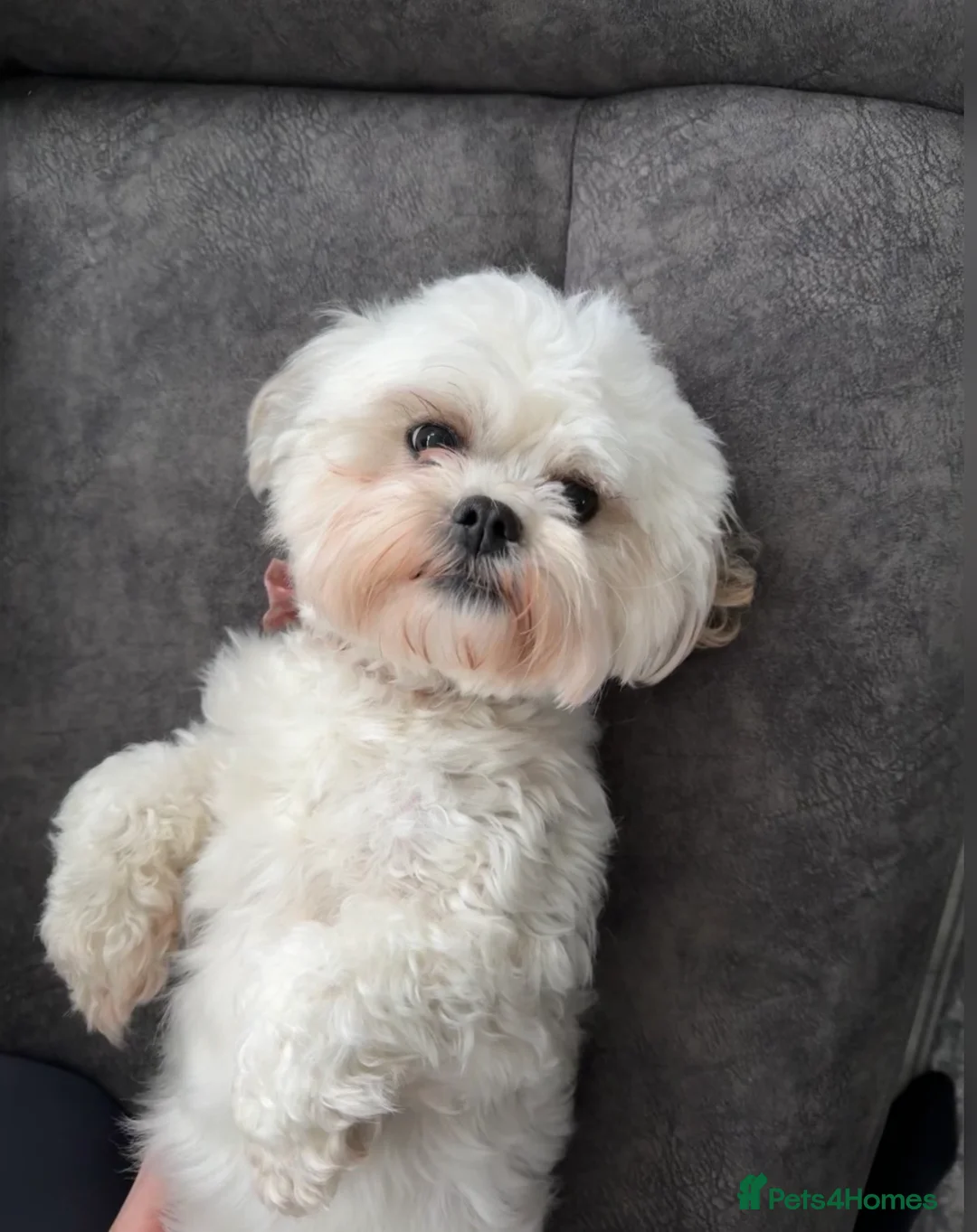 Maltipoo dogs for sale: Maltipoos due 15/3/26 waiting list  in Prescot - Advert 2