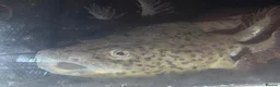 Axolotl reptiles for sale: 3 baby axolotls and 2 adults  - Advert 4
