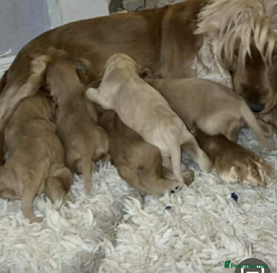 Cocker Spaniel dogs for sale: Gorgeous golden cocker spaniel puppies ready now✨️ - Advert 9