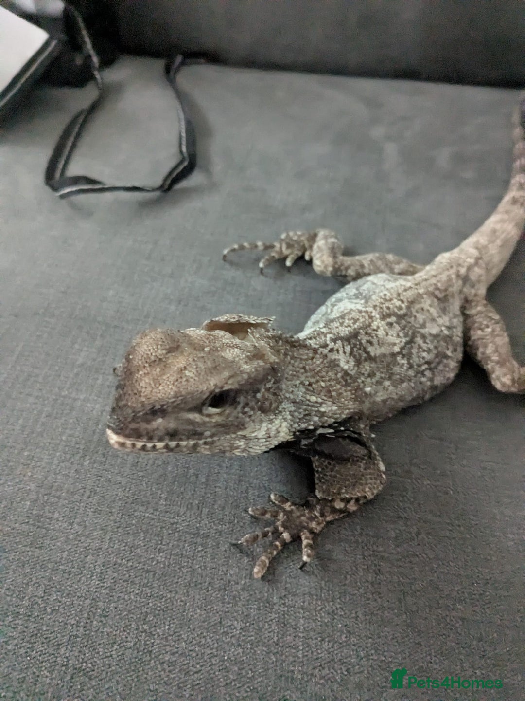 Dragon reptiles for sale: Indonesian Frilled Dragon with vivarium and EVO3 - Advert 4