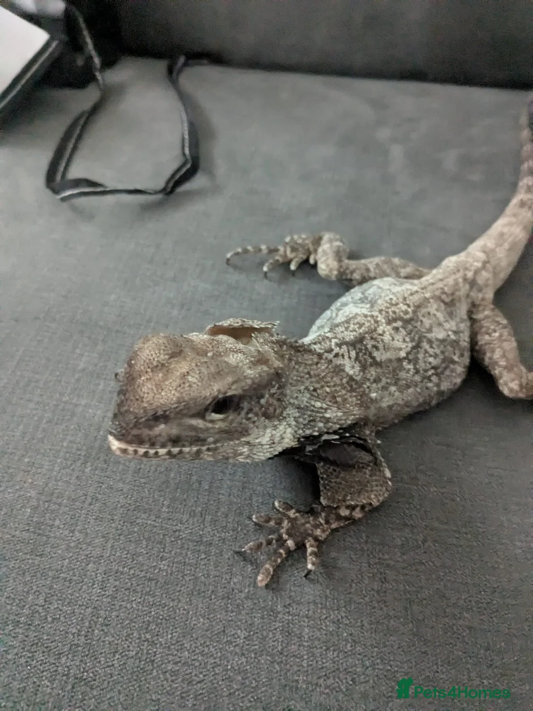Dragon reptiles for sale: Indonesian Frilled Dragon with vivarium and EVO3 - Advert 4