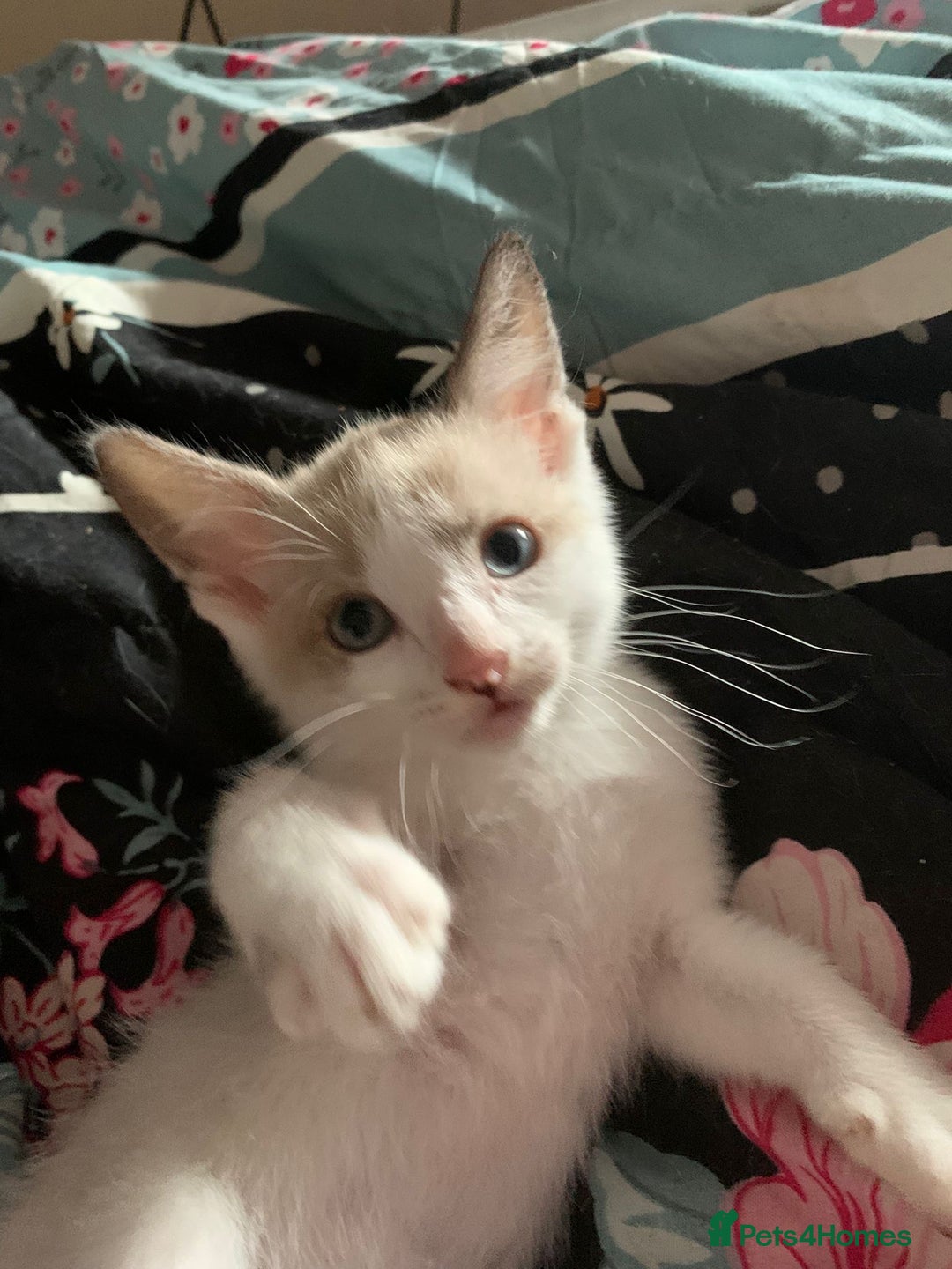 Mixed Breed cats for sale: Ragdoll sphynx mixed kittens ready now  - Image 8