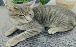 Russian Blue cats for sale:  Gorgeous 5-months old kitten Russain blue x tabby - Image 7