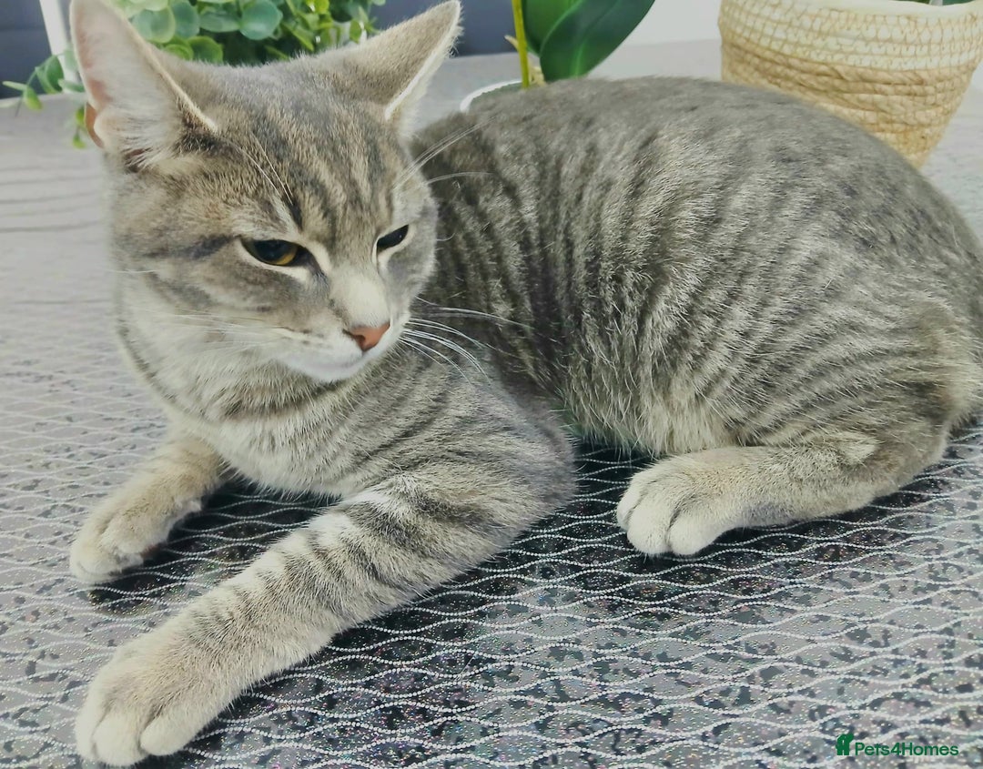 Russian Blue cats for sale:  Gorgeous 5-months old kitten Russain blue x tabby - Image 7