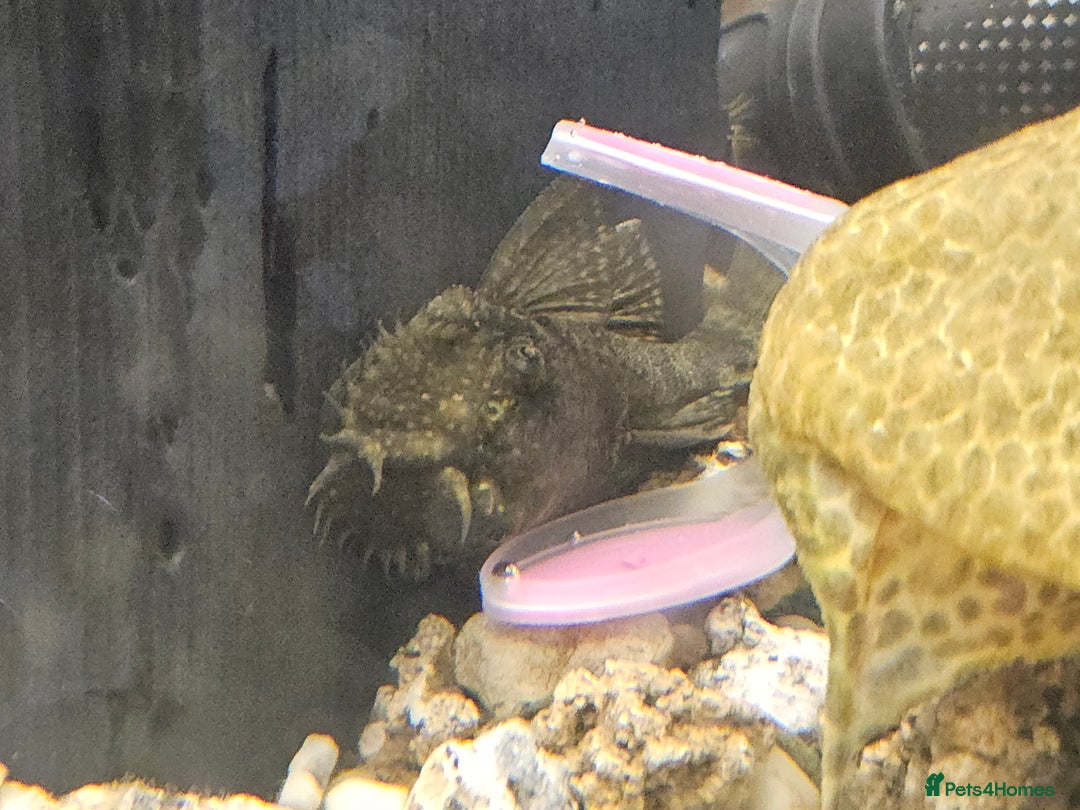 Plecos fish for sale: Plecos  - Image 3