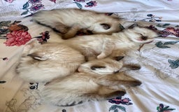 Ragdoll cats for sale: Ragdoll Kittens - Image 5