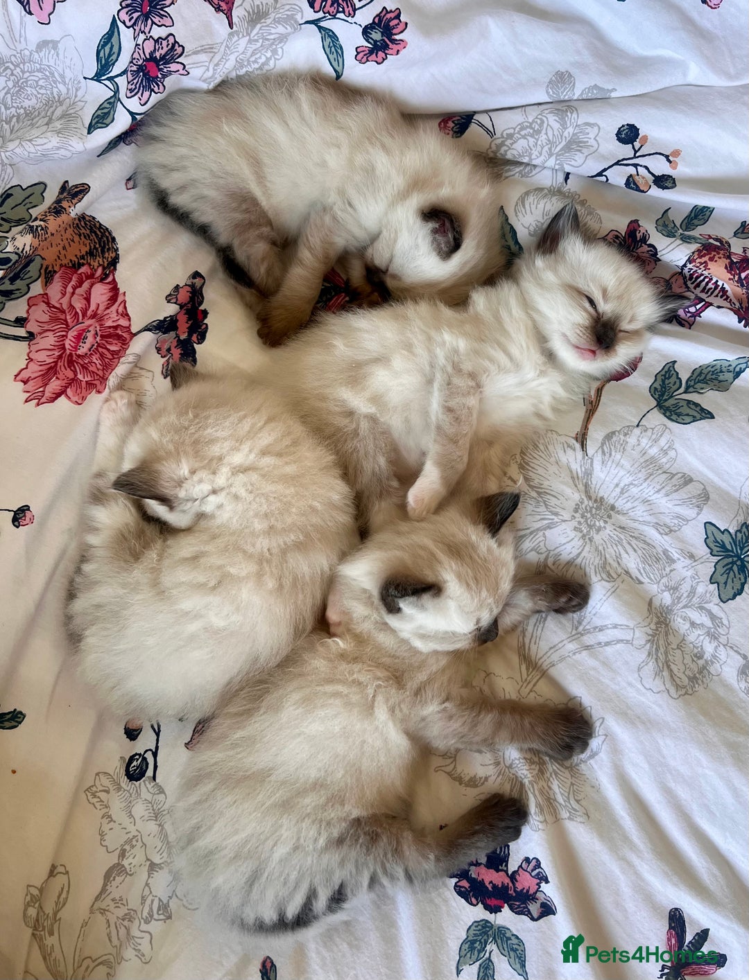 Ragdoll cats for sale: Ragdoll Kittens - Image 5
