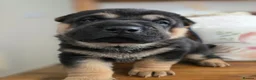 Mixed Breed dogs for sale: Shepard Peis - Advert 23