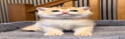 British Shorthair cats for sale: 🐾 Adorable Kittens Looking for a Loving Family 🐾 - Advert 10
