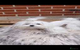 Maltese dogs for stud:  Miniature Korean maltese stud  - Image 6