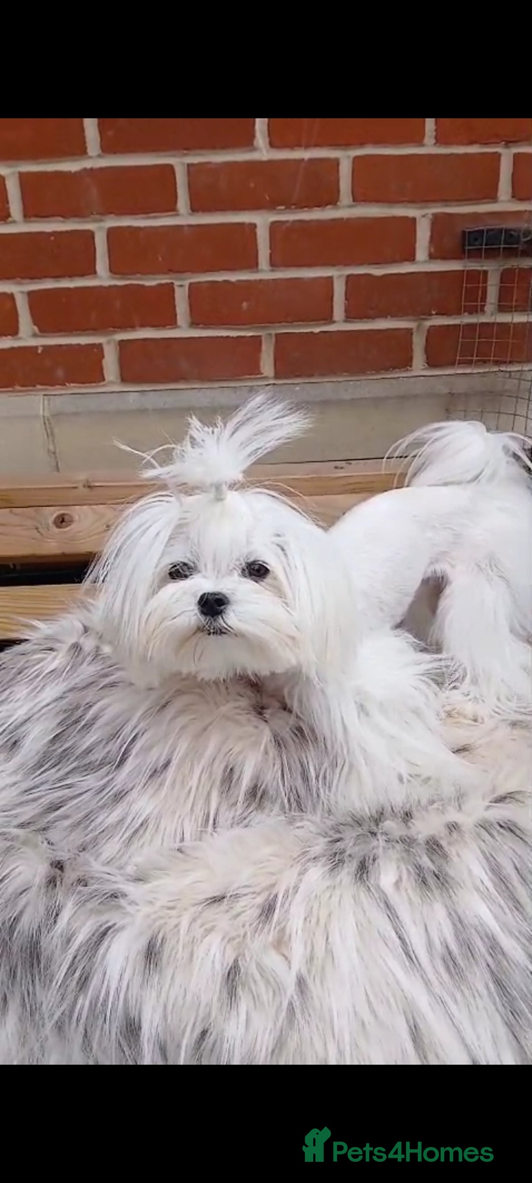 Maltese dogs for stud:  Miniature Korean maltese stud  - Image 6